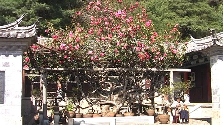 Camelia Tree