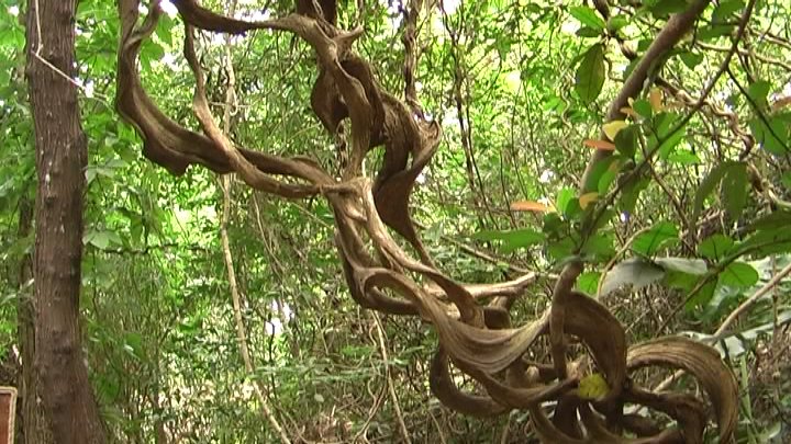Virgin forest in Hainan