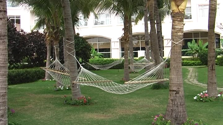 coconut palms