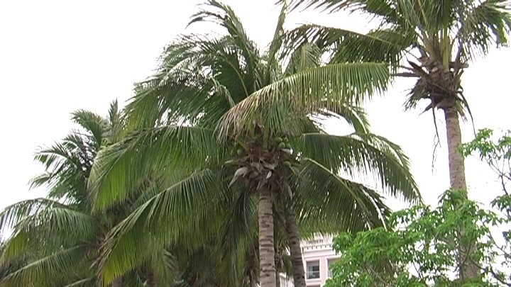 coconut palm