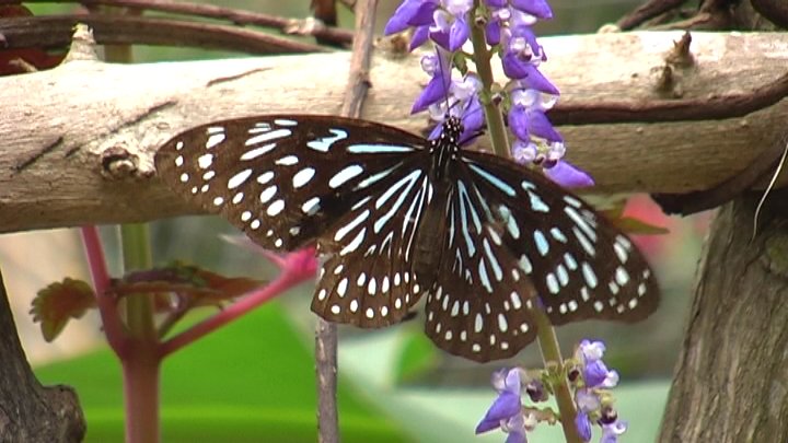 tropical butterfly