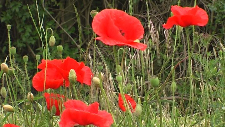 corn poppy