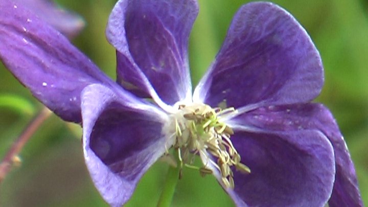 columbine