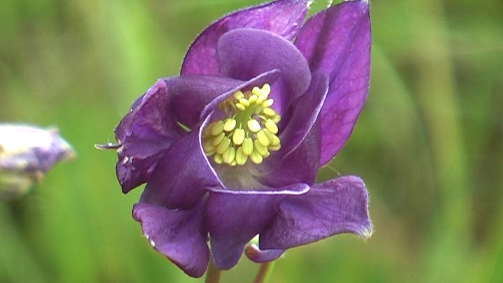columbine