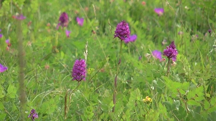 Anacamptis pyramidalis