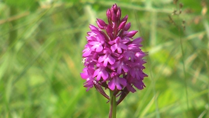 Anacamptis pyramidalis