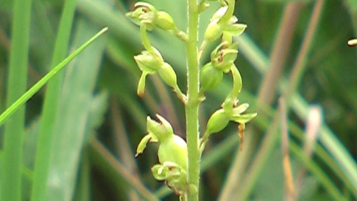 Listera cordata