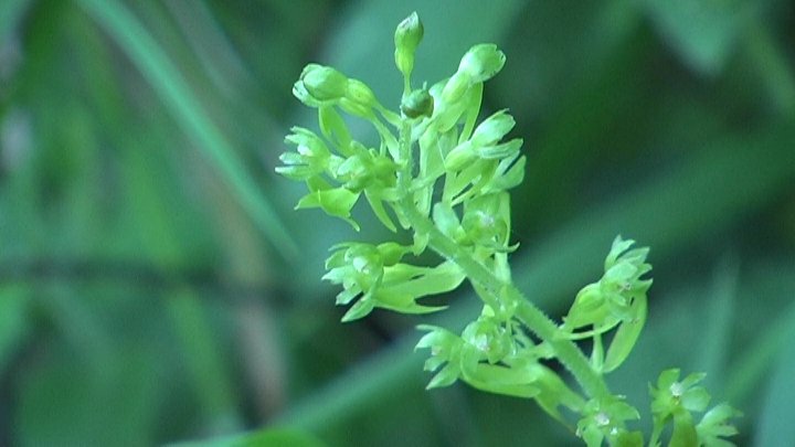 Listera cordata