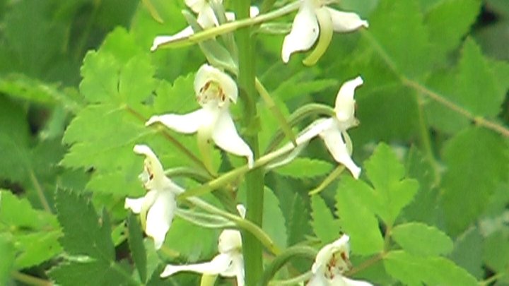 Platanthera bifolia