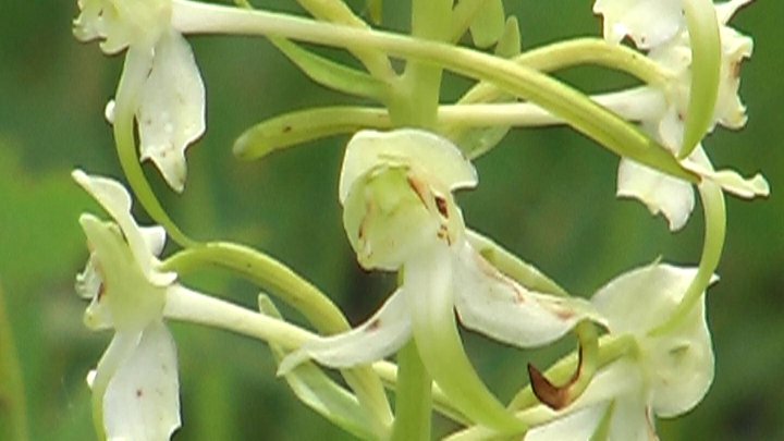 Platanthera bifolia
