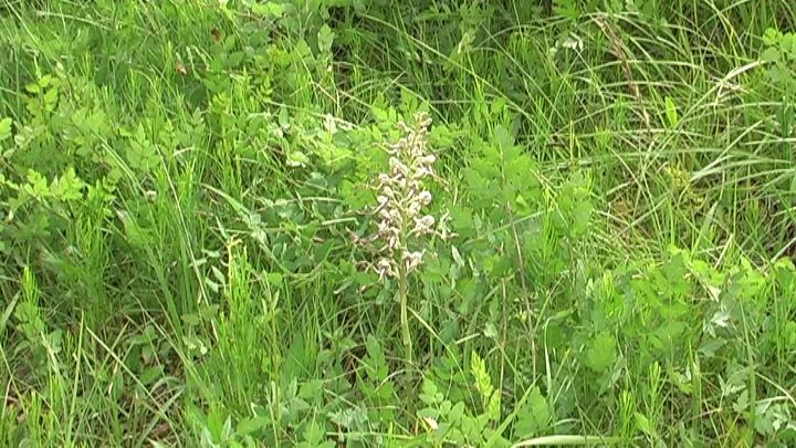 Himantoglossum hircinum