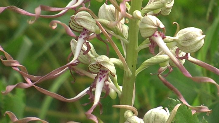 Himantoglossum hircinum