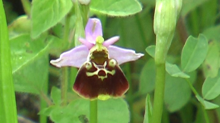 Ophrys holoserica