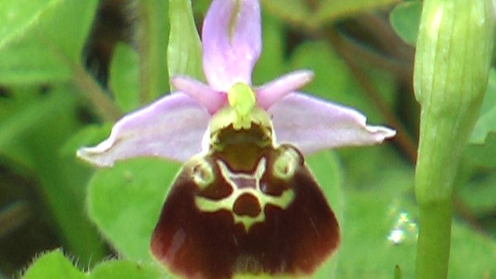 Ophrys holoserica