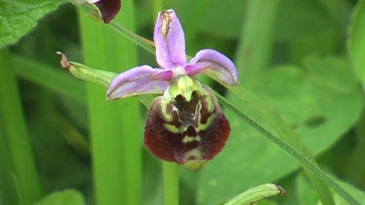 Ophrys holoserica
